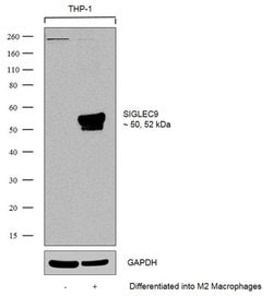 Invitrogen SIGLEC9 Recombinant Rabbit Monoclonal Antibody (8H11L21) 100