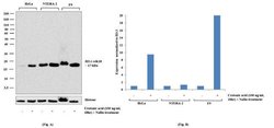 Invitrogen H3K18cr Recombinant Rabbit Monoclonal Antibody (21H13L11) 100