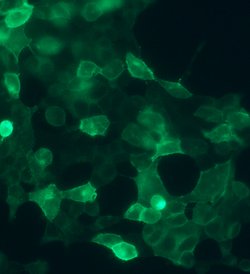 Invitrogen SSTR4 Recombinant Rabbit Monoclonal Antibody (7H49L61) 100 &mu;g;