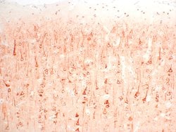 Invitrogen SSTR4 Recombinant Rabbit Monoclonal Antibody (7H49L61) 100 &mu;g;