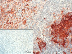 Invitrogen CNR2 Recombinant Rabbit Monoclonal Antibody (13H43L20) 100 &mu;g;