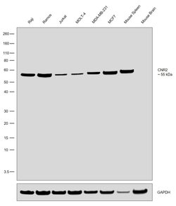 Invitrogen CNR2 Recombinant Rabbit Monoclonal Antibody (13H43L20) 100 &mu;g;