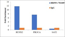 Invitrogen BRPF1 Recombinant Rabbit Monoclonal Antibody (19H16L8) 100 &mu;g;