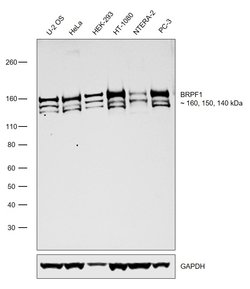 Invitrogen BRPF1 Recombinant Rabbit Monoclonal Antibody (19H16L8) 100 &mu;g;