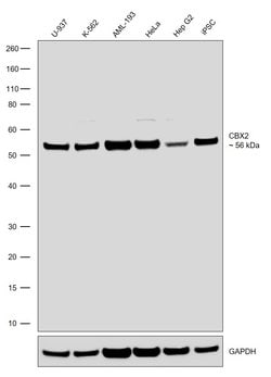 Invitrogen CBX2 Recombinant Rabbit Monoclonal Antibody (21H43L31) 100 &mu;g;