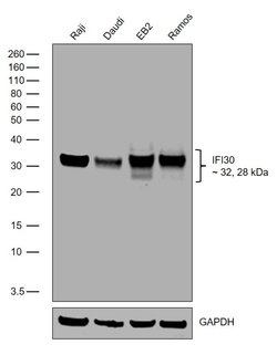 Invitrogen IFI30 (Precursor) Recombinant Rabbit Monoclonal Antibody (3H6L14)