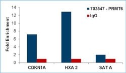 Invitrogen PRMT6 Recombinant Rabbit Monoclonal Antibody (8H9L19) 100 &mu;g;