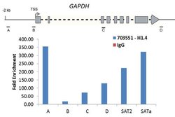 Invitrogen Histone H1.4 Recombinant Rabbit Monoclonal Antibody (22H1L5)