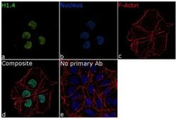 Invitrogen Histone H1.4 Recombinant Rabbit Monoclonal Antibody (22H1L5)
