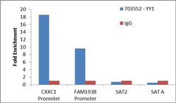 Invitrogen YY1 Recombinant Rabbit Monoclonal Antibody (6H6L1) 100 &mu;g;