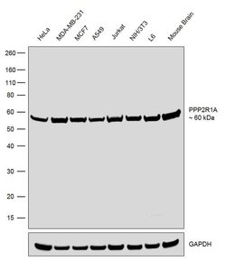 Invitrogen PPP2R1A Recombinant Rabbit Monoclonal Antibody (19H23L31) 100 &mu;g | Buy Online | Invitrogen&trade; | Fisher Scientific