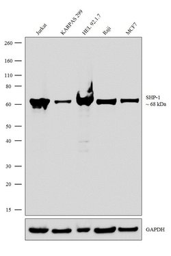 SHP-1 Recombinant Rabbit Monoclonal Antibody (3H20L13):Antibodies, Recombinant