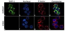 SHP-1 Recombinant Rabbit Monoclonal Antibody (3H20L13):Antibodies, Recombinant