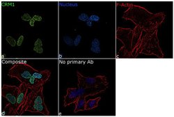 Invitrogen CRM1 Recombinant Rabbit Monoclonal Antibody (17H24L10) 100 &mu;g | Buy Online | Invitrogen&trade; | Fisher Scientific