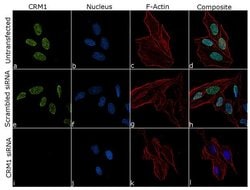 Invitrogen CRM1 Recombinant Rabbit Monoclonal Antibody (17H24L10) 100 &mu;g | Buy Online | Invitrogen&trade; | Fisher Scientific