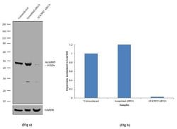 Invitrogen ALKBH5 Recombinant Rabbit Monoclonal Antibody (10H24L9) 100 &mu;g | Buy Online | Invitrogen&trade; | Fisher Scientific