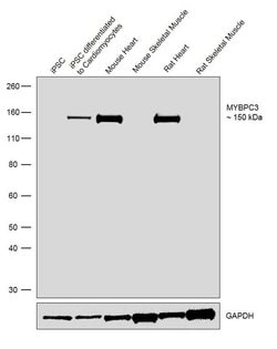 CD138 (Syndecan-1) Monoclonal Antibody (MI15), PE-eFluor 610, eBioscience