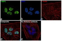Invitrogen 53BP1 Recombinant Rabbit Monoclonal Antibody (7H14L12) 100 &mu;g;