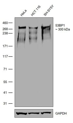 Invitrogen 53BP1 Recombinant Rabbit Monoclonal Antibody (7H14L12) 100 &mu;g;