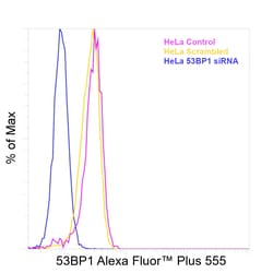 Invitrogen 53BP1 Recombinant Rabbit Monoclonal Antibody (7H14L12), Alexa