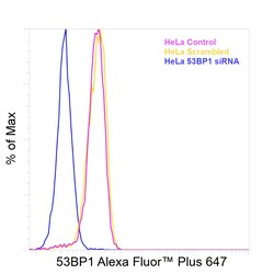Invitrogen 53BP1 Recombinant Rabbit Monoclonal Antibody (7H14L12), Alexa