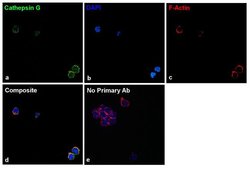 Cathepsin G Recombinant Rabbit Monoclonal Antibody (12H15L69), Invitrogen&trade; 100 &mu;g; Unconjugated 