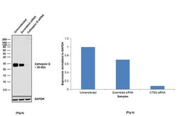 Cathepsin G Recombinant Rabbit Monoclonal Antibody (12H15L69), Invitrogen&trade; 100 &mu;g; Unconjugated 