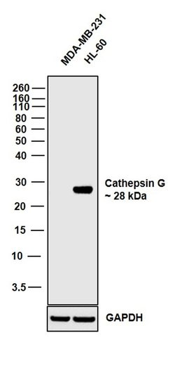 Invitrogen Cathepsin G Recombinant Rabbit Monoclonal Antibody (12H15L69)