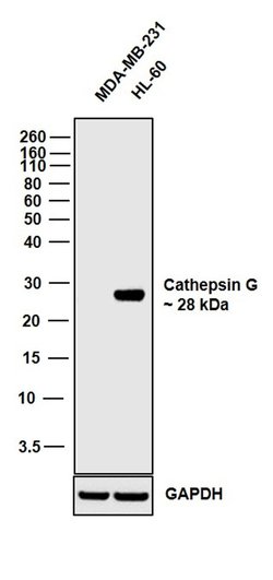 Cathepsin G Recombinant Rabbit Monoclonal Antibody (12H15L69), Invitrogen&trade; 100 &mu;g; Unconjugated 