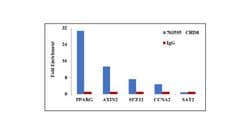 Invitrogen CHD8 Recombinant Rabbit Monoclonal Antibody (20H56L8) 100 &mu;g;