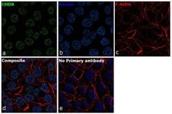 Invitrogen CHD8 Recombinant Rabbit Monoclonal Antibody (20H56L8) 100 &mu;g;