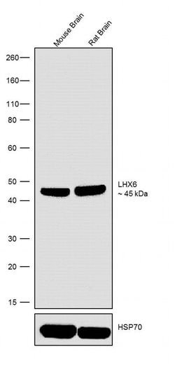 CD138 (Syndecan-1) Monoclonal Antibody (MI15), PE-eFluor 610, eBioscience