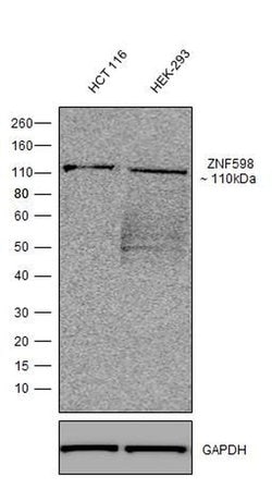 ZNF598 Recombinant Rabbit Monoclonal Antibody (5H5L17), Invitrogen 100