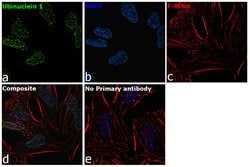 Invitrogen Ubinuclein 1 Recombinant Rabbit Monoclonal Antibody (3H52L47) 100 &mu;g | Buy Online | Invitrogen&trade; | Fisher Scientific