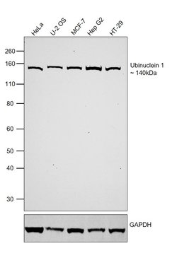 Invitrogen Ubinuclein 1 Recombinant Rabbit Monoclonal Antibody (3H52L47) 100 &mu;g | Buy Online | Invitrogen&trade; | Fisher Scientific