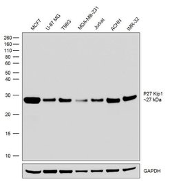 Invitrogen p27 Kip1 Recombinant Rabbit Monoclonal Antibody (5H10L14) 100