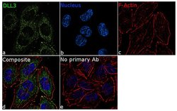 Invitrogen DLL3 Recombinant Rabbit Monoclonal Antibody (7H24L4) 100 &mu;g;