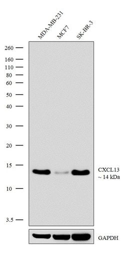 Invitrogen CXCL13 Recombinant Rabbit Monoclonal Antibody (12H22L22) 100