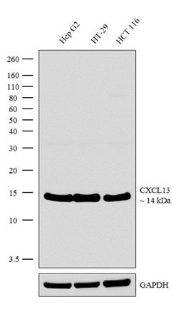 Invitrogen CXCL13 Recombinant Rabbit Monoclonal Antibody (12H22L22) 100