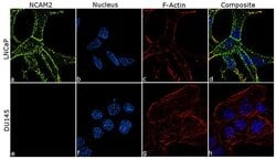 Invitrogen&trade;&nbsp;NCAM2 Recombinant Rabbit Monoclonal Antibody (2H2L19)