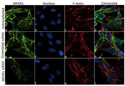 Invitrogen NRXN1 Recombinant Rabbit Monoclonal Antibody (22H29L23) 100