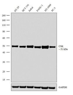 CSK Recombinant Rabbit Monoclonal Antibody (5H3L21), Invitrogen 100 &mu;g;