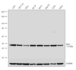 Invitrogen IRF3 Recombinant Rabbit Monoclonal Antibody (3H32L10) 100 &mu;g | Buy Online | Invitrogen&trade; | Fisher Scientific