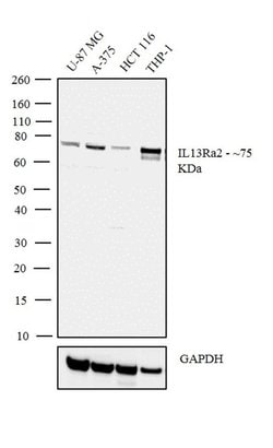 IL13RA2 Recombinant Rabbit Monoclonal Antibody (2H25L68):Antibodies, Recombinant