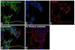 Invitrogen DOPA decarboxylase Recombinant Rabbit Monoclonal Antibody (1H21L22)