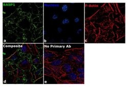 Invitrogen BASP1 Recombinant Rabbit Monoclonal Antibody (5H3L1) 100 &mu;g;