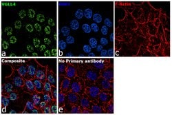Invitrogen VGLL4 Recombinant Rabbit Monoclonal Antibody (16H37L22) 100