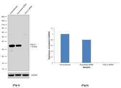 Invitrogen VGLL4 Recombinant Rabbit Monoclonal Antibody (16H37L22) 100