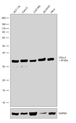 Invitrogen VGLL4 Recombinant Rabbit Monoclonal Antibody (16H37L22) 100