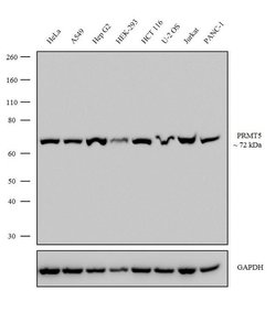 Invitrogen PRMT5 Recombinant Rabbit Monoclonal Antibody (2H25L22) 100 &mu;g;